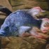 Mangarahara cichlid