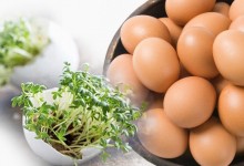 huevo de origen vegetal