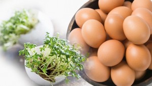 huevo de origen vegetal